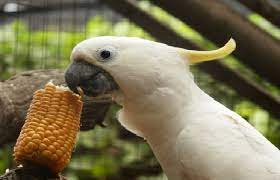 Walaupun terlihat terbang di atas kanopi tapi kebanyakan terbang di bawah batas kanopi. Makanan Burung Kakak Tua Dan Cara Merawatnya Portal Informasi Kicau Mania Indonesia Terpercaya