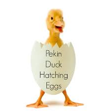 In order for duck eggs to be fertilized, the two need to mate before the eggs are laid. Pekin Duck Hatching Eggs