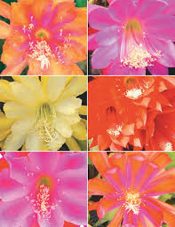How difficult is it to grow orchids in temperate climates? Orchid Cactus Collection Tesselaar