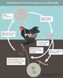 Michel dogna rédigé le 07 juillet 2014 à 16h55. Le Controle Et Traitement Des Vers Intestinaux Chez Nos Poules Agriculture Urbaine Agri Reseau Blogue