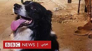 الكلب الذي أصبح بطل لبنان الجديد - YouTube