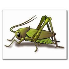 500x343 cartoon drawing green cricket, cricket, cartoon, painting png. Image Result For Cartoon Cricket Insect Cricket Insect Insect Clipart Insects