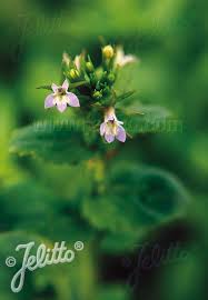 Clematis white flowers snowflakes gardening plants snow flakes lawn and garden plant planets. Jelitto Perennial Seed New To Our Range 2020