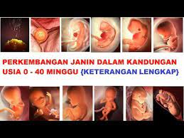 Ketika memasuki usia 4 bulan, bayi sudah mulai dapat bergerak, mendengarkan suara, hingga tertidur. Perkembangan Janin Dalam Kandungan Usia 0 40 Minggu Lengkap Terbaru 2021 Youtube