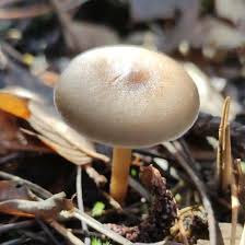 Image result for Strobilurus conigenoides