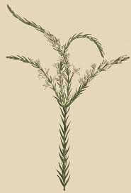 Image result for Struthiola