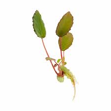 Image result for Begonia vankerckhovenii