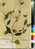 Image result for Sclerocarpus africanus