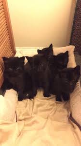 It has a distinctive physical appearance and valuable hunting skills. I Rescued A Litter Of Kittens And Their Mom From Detroit Mi Thought I D Share A Picture Of Them Cute Black Kitten Kitten Wallpaper Kittens