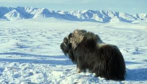 We did not find results for: Pengertian Bioma Tundra Taiga Macam Ciri Fungsi Contoh