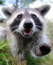 Im wildtiere forum forum im bereich tiere allgemein; Bremerhaven Waschbaren Kommen In Die Stadt