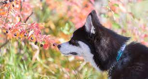 Is star jasmine poisonous to dogs. Poisonous Plants For Dogs A Complete Guide Bechewy