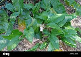 Image result for Anchomanes