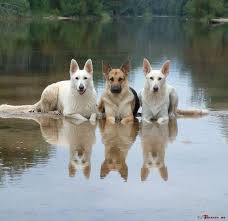 Hope You Re Doing Well From Your Friends At Phoenix Dog In Home Dog Training K9katelynn See More About Scottsdale Dog Training A Dog Lovers Dogs Cute Animals
