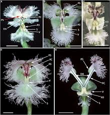 Image result for Disa woodii