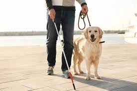 Blindenhund ✔ найдено 5 значений слова ✔ blindenhund: Blindenhund Alles Uber Die Blindenfuhrhunde