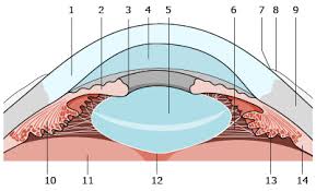 Innym rodzajem neuronów występującym w siatkówce są komórki dwubiegunowe i komórki zwojowe siatkówki. Budowa Narzadu Wzroku Okulistyka Medycyna Praktyczna Dla Pacjentow