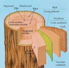 Bring your designs to life with branding, web, mobile, and print mockups in various styles. Sketch And Label Of A Cross Section Of A Long Bone Cross Section Of Right Kidney Photograph By Science Source