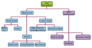 Maybe you would like to learn more about one of these? Cell Disruption Methods Instrumentation Microbe Notes