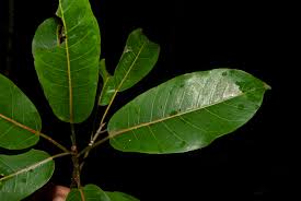 Image result for Ficus sansibarica