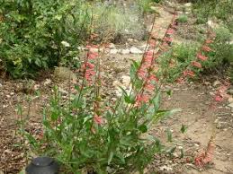 Most penstemons are 1 to 3 feet tall, but palmer's penstemon can grow up to 6 feet, giving you options for the middle and back of the border. Penstemon Eatonii Native Plant Database