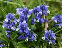 Image result for Polygala capillaris