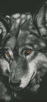 You can also search your favorite wolf wallpaper or perfect related wallpapers. 11 Hd Dark Wallpapers Ideas Dark Wallpaper Hd Dark Wallpapers Iphone Wallpaper