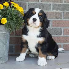 These 43 small dogs will always look like puppies. Miniature Bernese Mountain Dog Puppies For Sale Greenfield Puppies Miniature Bernese Mountain Dog Bernese Mountain Dog Puppy Mini Dogs Breeds