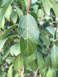 Image result for Mystroxylon aethiopicum