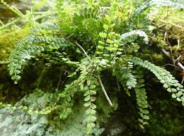 Image result for Asplenium trichomanes