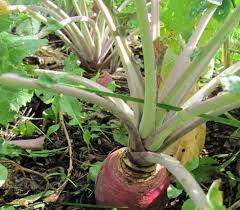 The tuberous roots of the plant are the vegetable that people eat, and there are multiple different species of jicama. Growing Root Vegetables Year Round Family Food Garden