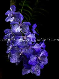 Image result for Vanda coerulea
