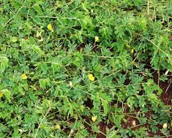 Image result for Aeschynomene sensitiva