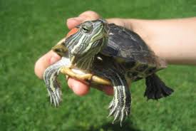 La tortue de floride est reconnaissable aux traces rouges sur ses tempes et à la glissade qu'elle. Une Tortue Dans Son Salon Une Bonne Idee Blogue Espace Pour La Vie