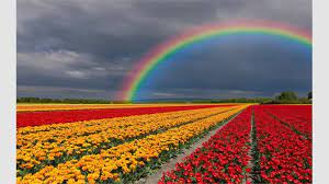 An area of cleared enclosed land used for cultivation or pasture a field of wheat (2) : Fields Of Flowers Beziehen Microsoft Store De De