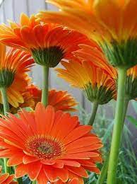 Stupende Gerbere Arancione Amazing Flowers Pretty Flowers Most Beautiful Flowers