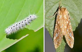 They are scattered throughout the leaves feeding. This Fuzzy White Haired Caterpillar Is As Dangerous As It Is Pretty