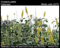 Image result for Crotalaria pisicarpa