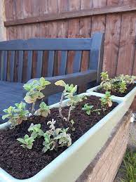Maybe your kids have outgrown some of their plastic play animals and you'd like to repurpose them. Cuprinol Garden Shades Review Of Outdoor Paint For The Garden