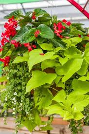Maybe you would like to learn more about one of these? The Best Trailing Plants The Kitchen Garten