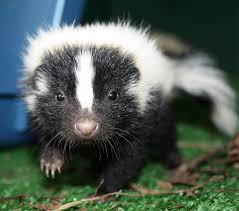 Rockfish Wildlife Sanctuary Skunk