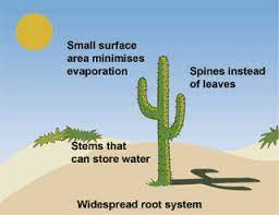 Cacti can store a lot of water, too. Lecture 3 Transpiration Plants Worksheets Cactus Plants Evaporation