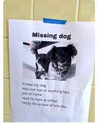 Missing Dog Miss My Dog Funny Photos Funny Pictures