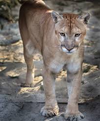 The most endangered of all florida's symbols is its state animal, the panther (felis concolor coryi) which was chosen in 1982 by a vote of students throughout the state. Florida Symbols Emblems Florida Smart