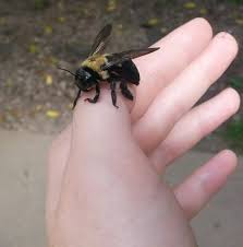 Read this for more information on staying safe. Types Of Bees Best Facts About Carpenter Bumble Mining And Others Types Of Bees Carpenter Bee Bee
