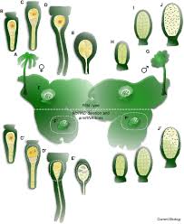 Diagram of the life cycle of a tipical liverwort (bryophyte) the diagram i did myself with adobe start studying life cycle of liverwort. Mprkd Expression And Function In The Liverwort Marchantia Polymorpha Download Scientific Diagram