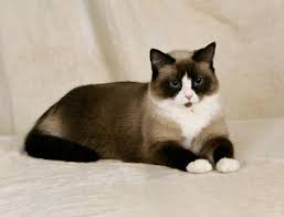 Snowshoe Snowshoe Cat Cat Breeds Cool Cats