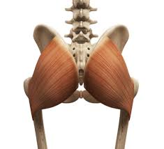 Gluteus maximus the largest and heaviest muscle in the body. Gluteus Maximus The Definitition Guide Biology Dictionary