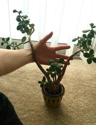 Here's what they look like now Houseplants Forum Advice Needed For Neglected Jade Pruning Propagating Potting Plant Lights Garden Org