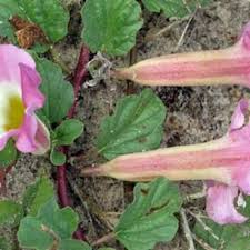 Image result for Harpagophytum zeyheri